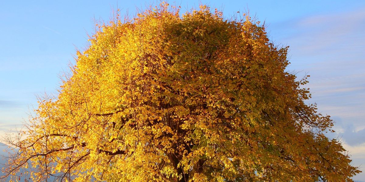 Understanding the Role of Politics in Modern Society